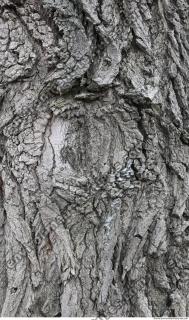 wood tree bark 0001